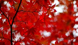 Preview wallpaper acer japonicum, amur maple, maple, leaves, glare, red, branches