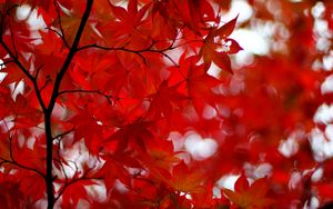 Preview wallpaper acer japonicum, amur maple, maple, leaves, glare, red, branches