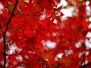 Preview wallpaper acer japonicum, amur maple, maple, leaves, glare, red, branches