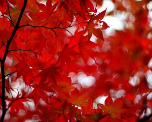 Preview wallpaper acer japonicum, amur maple, maple, leaves, glare, red, branches