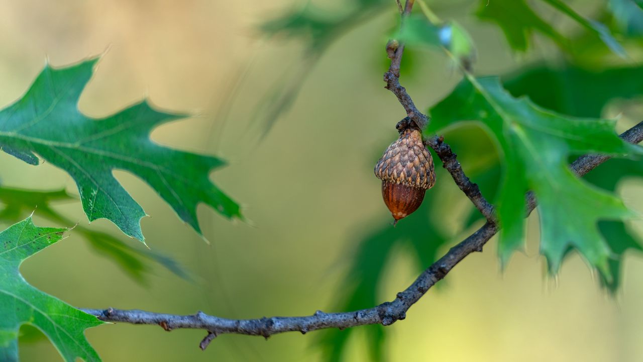 Wallpaper acorn, branch, macro, blur