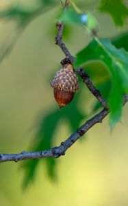 Preview wallpaper acorn, branch, macro, blur