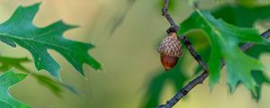 Preview wallpaper acorn, branch, macro, blur