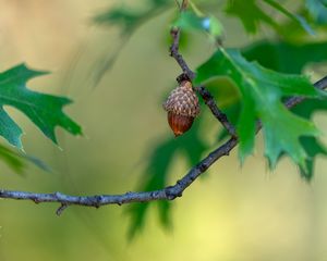 Preview wallpaper acorn, branch, macro, blur