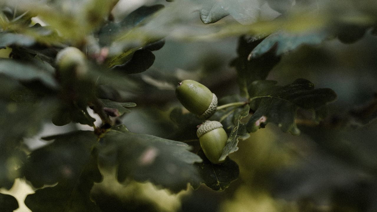 Wallpaper acorn, branches, leaves, macro