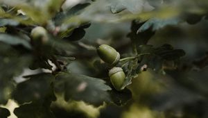 Preview wallpaper acorn, branches, leaves, macro