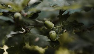 Preview wallpaper acorn, branches, leaves, macro