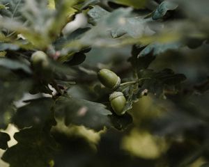 Preview wallpaper acorn, branches, leaves, macro