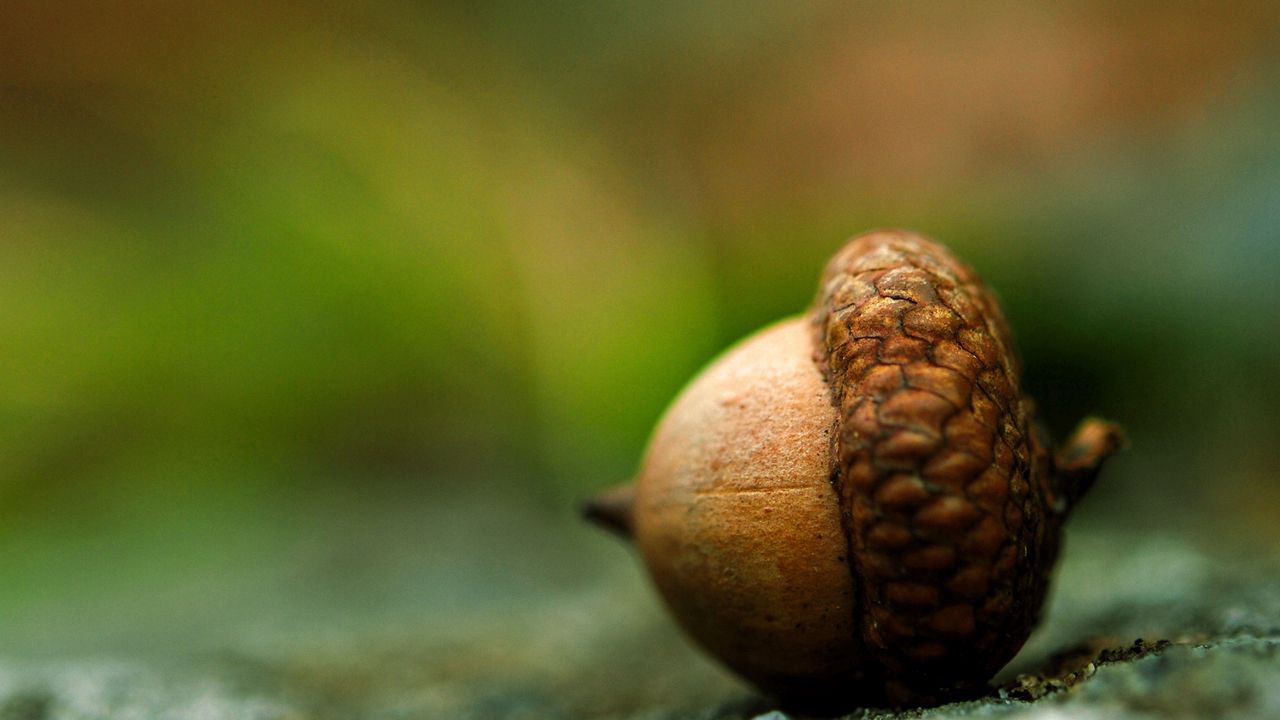 Wallpaper acorn, earth, close-up, brown