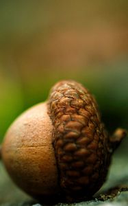 Preview wallpaper acorn, earth, close-up, brown