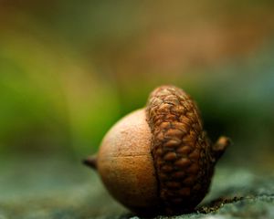 Preview wallpaper acorn, earth, close-up, brown