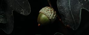 Preview wallpaper acorn, leaves, dark, macro