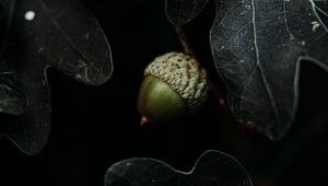 Preview wallpaper acorn, leaves, dark, macro