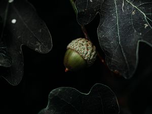 Preview wallpaper acorn, leaves, dark, macro