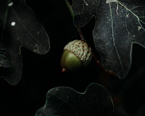 Preview wallpaper acorn, leaves, dark, macro