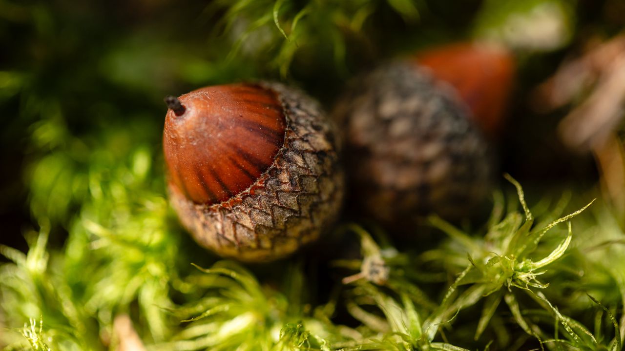 Wallpaper acorn, macro, plant