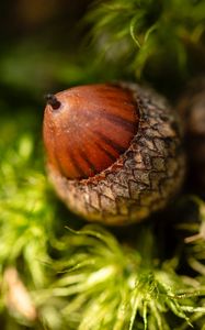 Preview wallpaper acorn, macro, plant