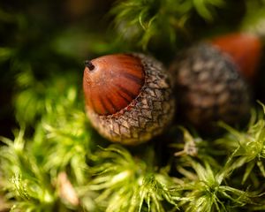 Preview wallpaper acorn, macro, plant