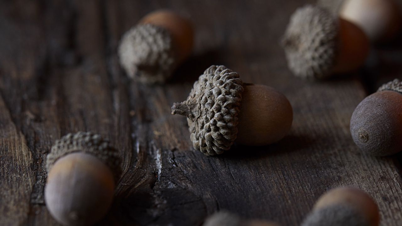 Wallpaper acorn, nut, macro, brown