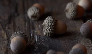 Preview wallpaper acorn, nut, macro, brown