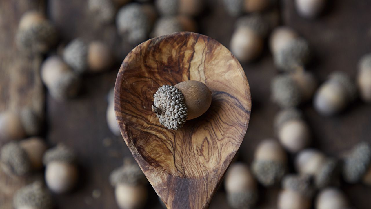 Wallpaper acorn, nut, spoon, brown, macro