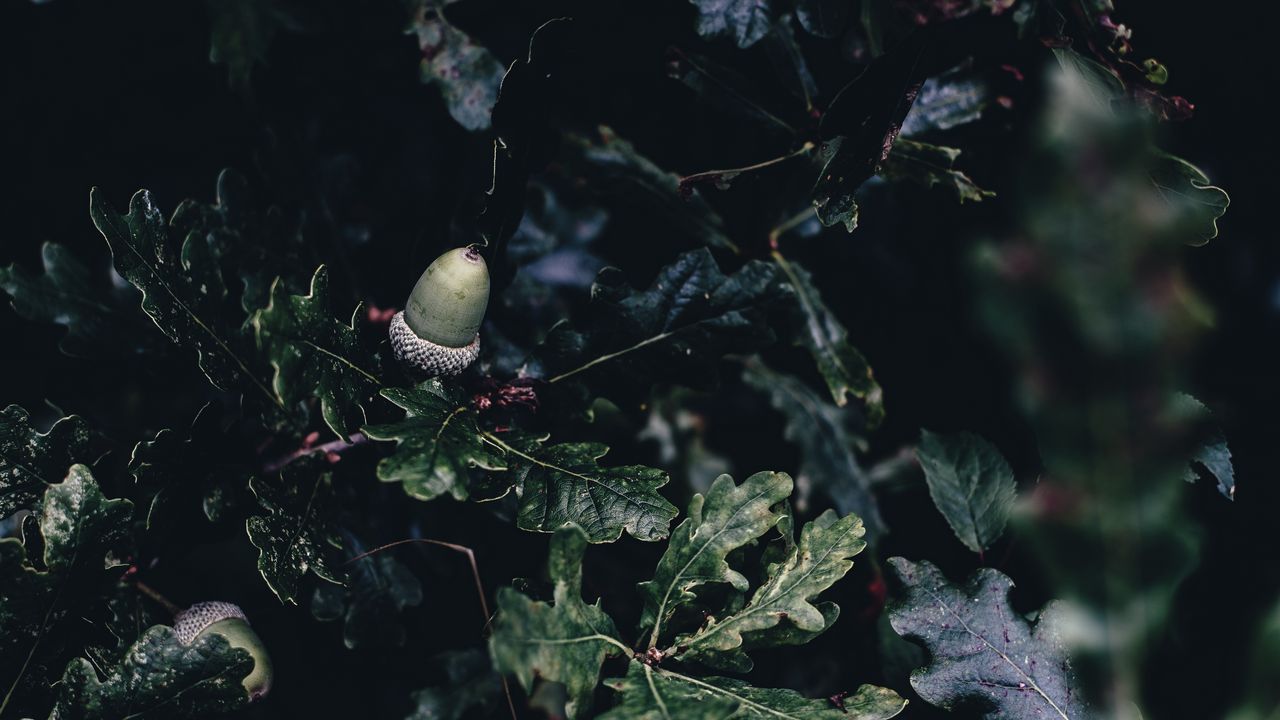 Wallpaper acorn, oak, branches