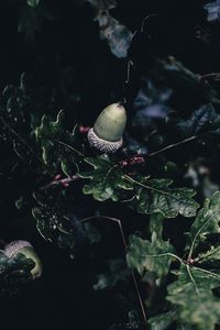 Preview wallpaper acorn, oak, branches