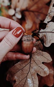 Preview wallpaper acorn, oak, leaves, hand, autumn