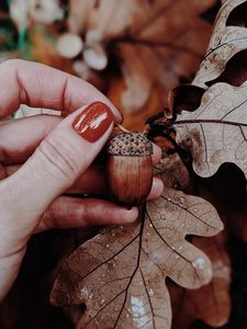 Preview wallpaper acorn, oak, leaves, hand, autumn
