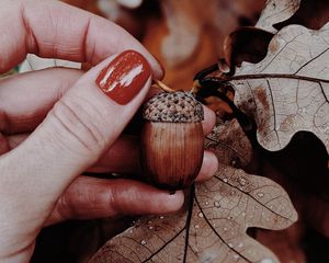 Preview wallpaper acorn, oak, leaves, hand, autumn