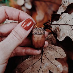 Preview wallpaper acorn, oak, leaves, hand, autumn