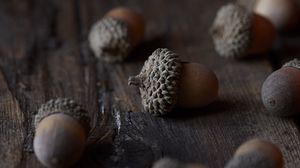 Preview wallpaper acorn, nut, macro, brown