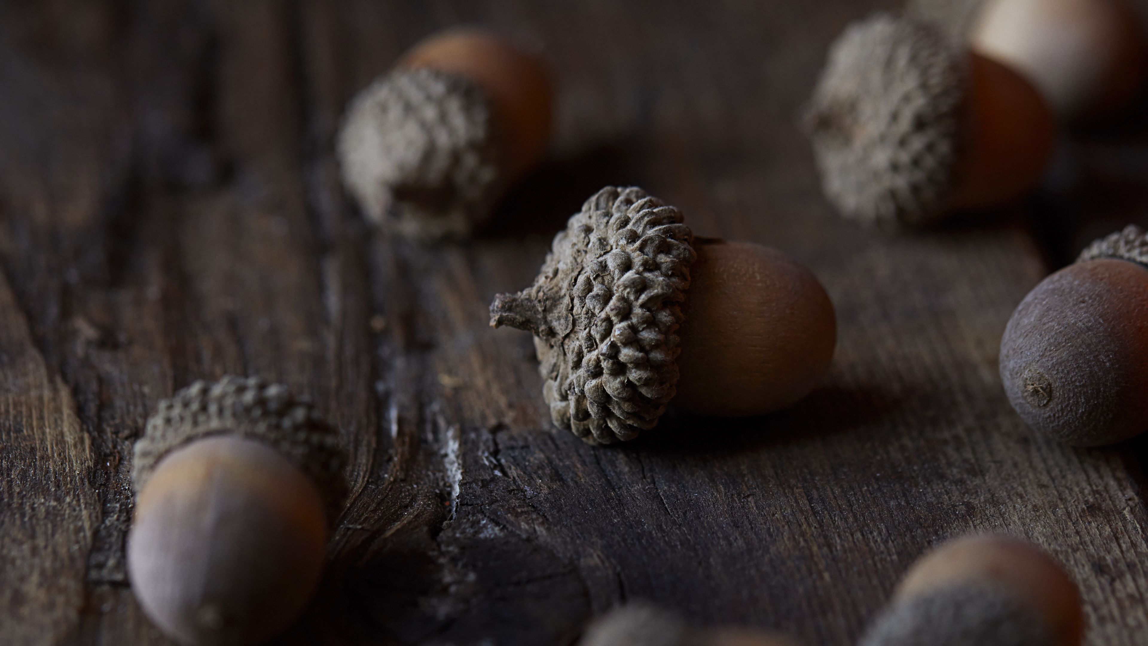Download wallpaper 3840x2160 acorn, nut, macro, brown 4k uhd 169 hd