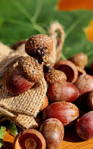 Preview wallpaper acorns, bag, nuts