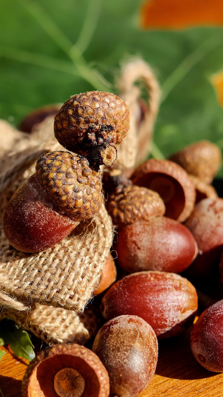 Macro acorn  Autumn fruit
