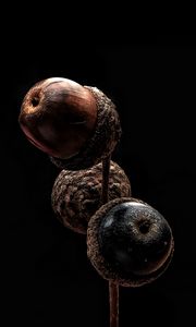 Preview wallpaper acorns, branch, macro, darkness