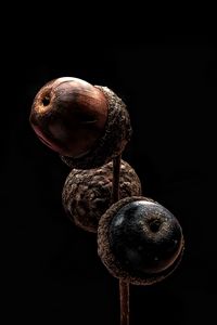 Preview wallpaper acorns, branch, macro, darkness