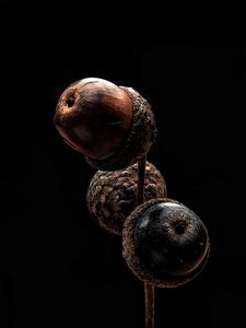 Preview wallpaper acorns, branch, macro, darkness
