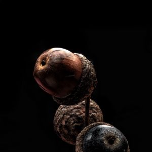 Preview wallpaper acorns, branch, macro, darkness