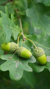 Preview wallpaper acorns, leaves, branch, green, macro