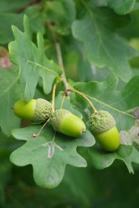 Preview wallpaper acorns, leaves, branch, green, macro