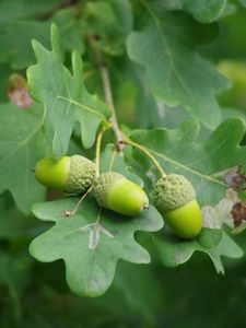 Preview wallpaper acorns, leaves, branch, green, macro