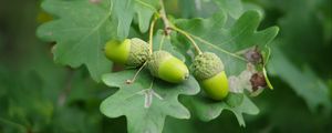 Preview wallpaper acorns, leaves, branch, green, macro