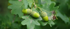 Preview wallpaper acorns, leaves, branch, green, macro