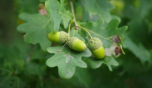 Preview wallpaper acorns, leaves, branch, green, macro