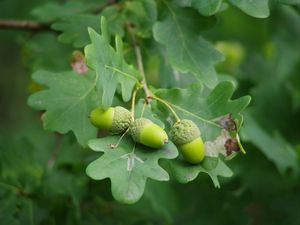 Preview wallpaper acorns, leaves, branch, green, macro