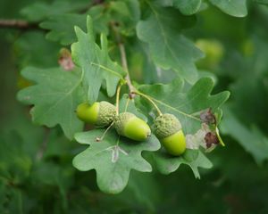 Preview wallpaper acorns, leaves, branch, green, macro