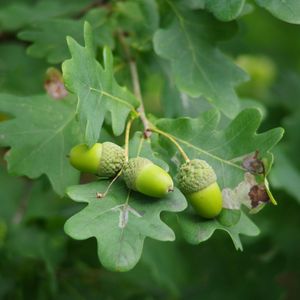 Preview wallpaper acorns, leaves, branch, green, macro