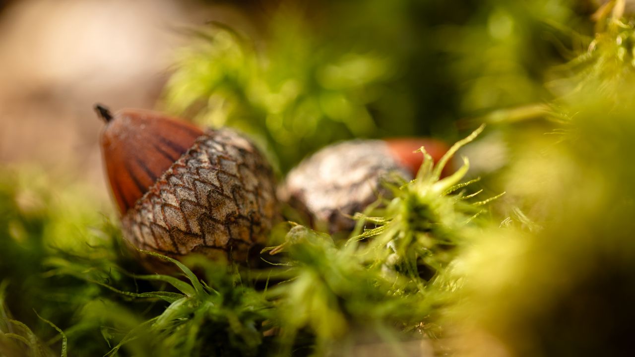 Wallpaper acorns, leaves, macro, blur