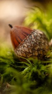 Preview wallpaper acorns, leaves, macro, blur